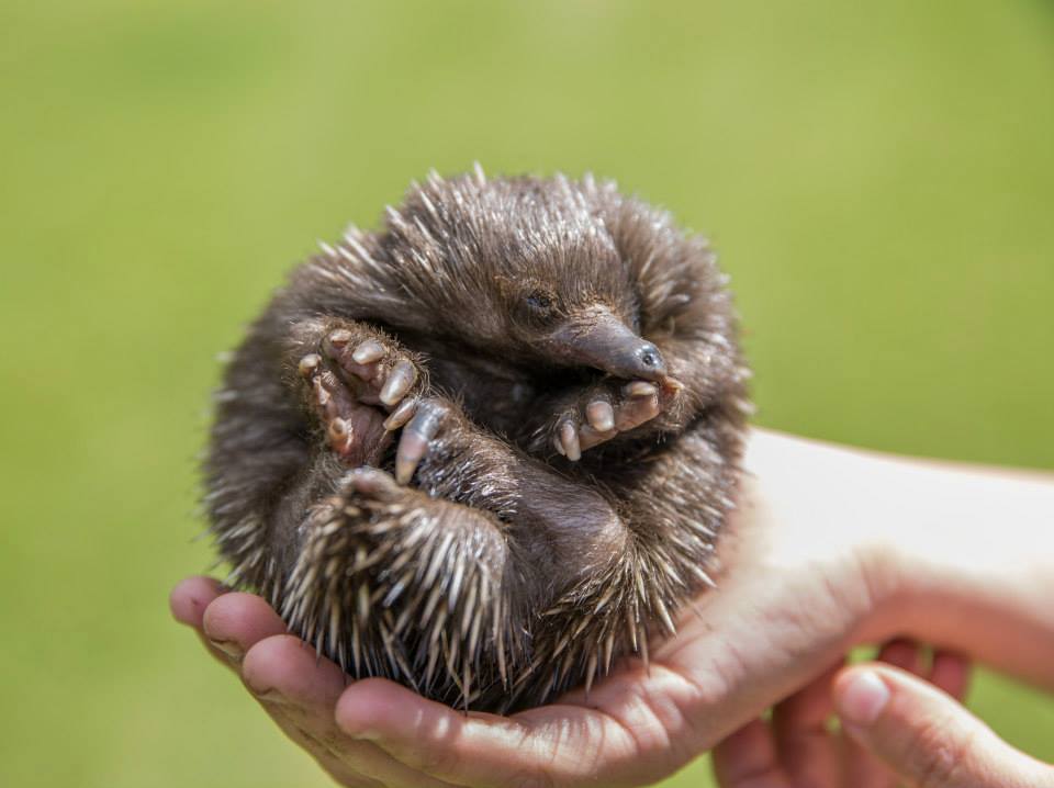 A fluffy caretaker