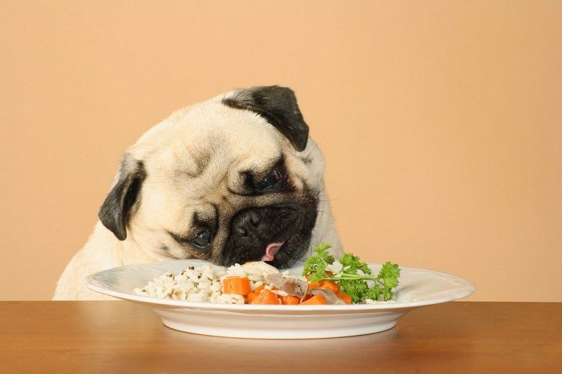 Guidelines for choosing best pet food