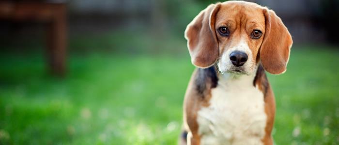 Control Jack’s Bark with BARK Collars Control Jack’s Bark with BARK Collars