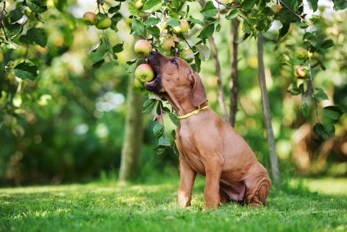 Useful tricks for feeding your dog healthily