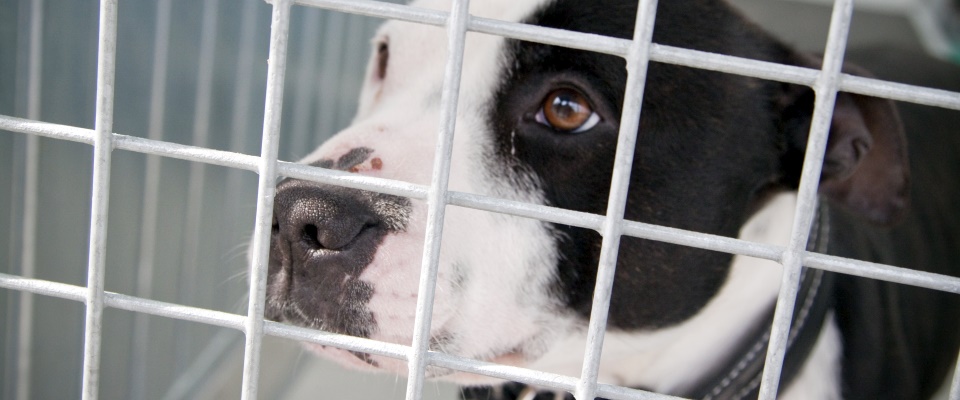 Dog Kennels Give Your Pet Protection Dog Kennels Give Your Pet Protection