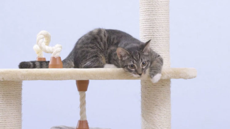 High Quality Cat Trees for your Pet