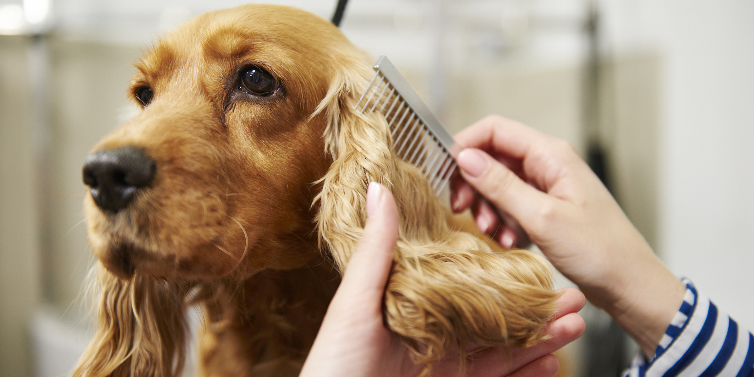 Dog grooming Katy, TX offers professional services