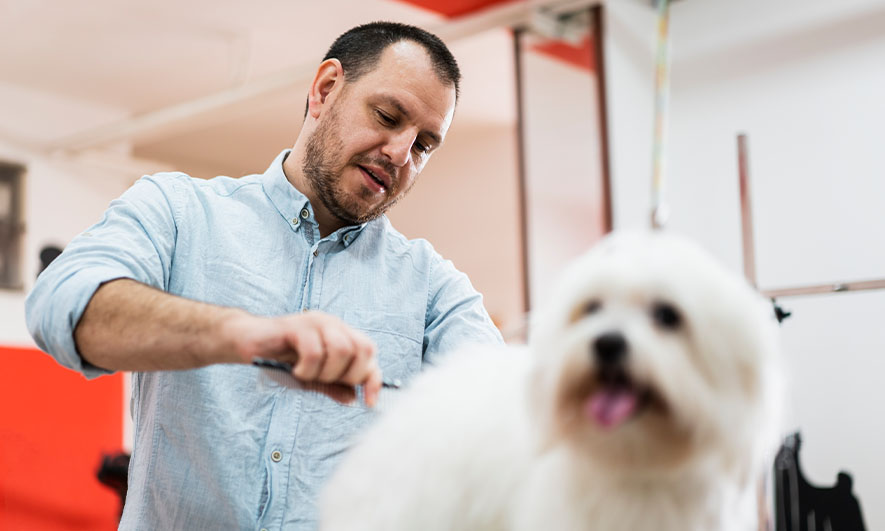 The Importance of Regular Brushing for Pet Health