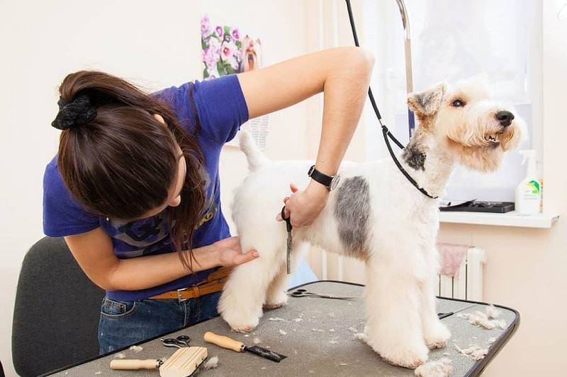 Pet grooming Miami