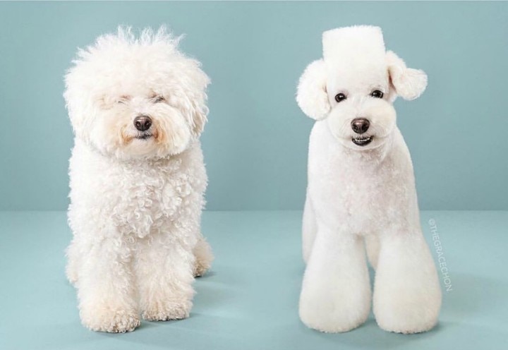 Get A New Look For Your Dogs And Cat.