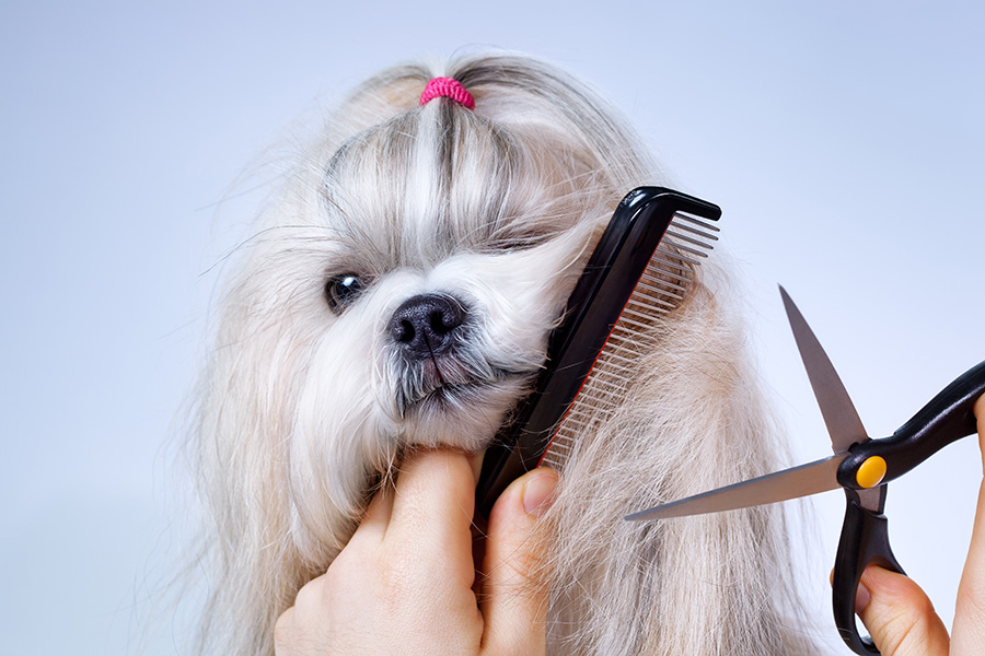 Pet groomers Hollywood FL