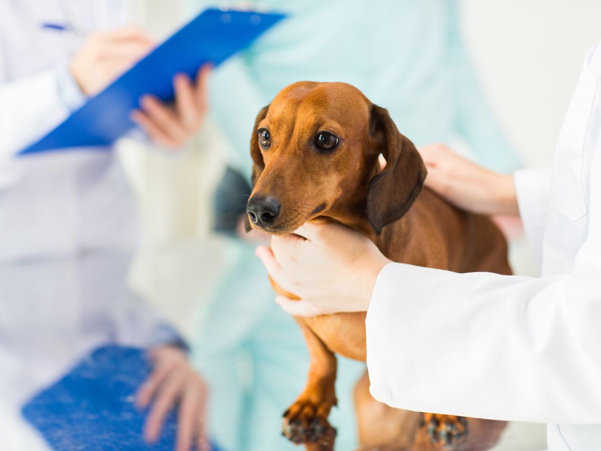 Common Pet Health Issues in Huntington Village and How to Prevent Them