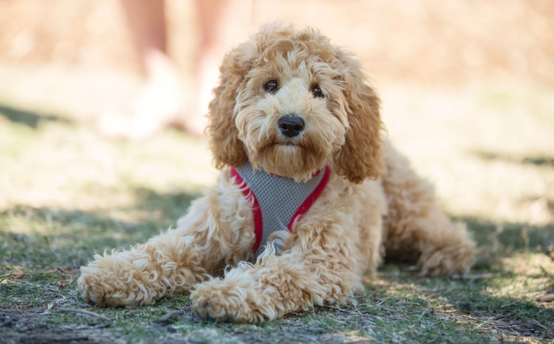 Are Toy Cavoodles Great Pets? Find Out Here!