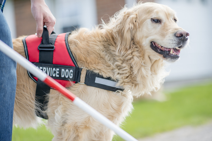 service dog trainers
