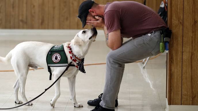 Why You Should Consider Being A Service Dog Trainer