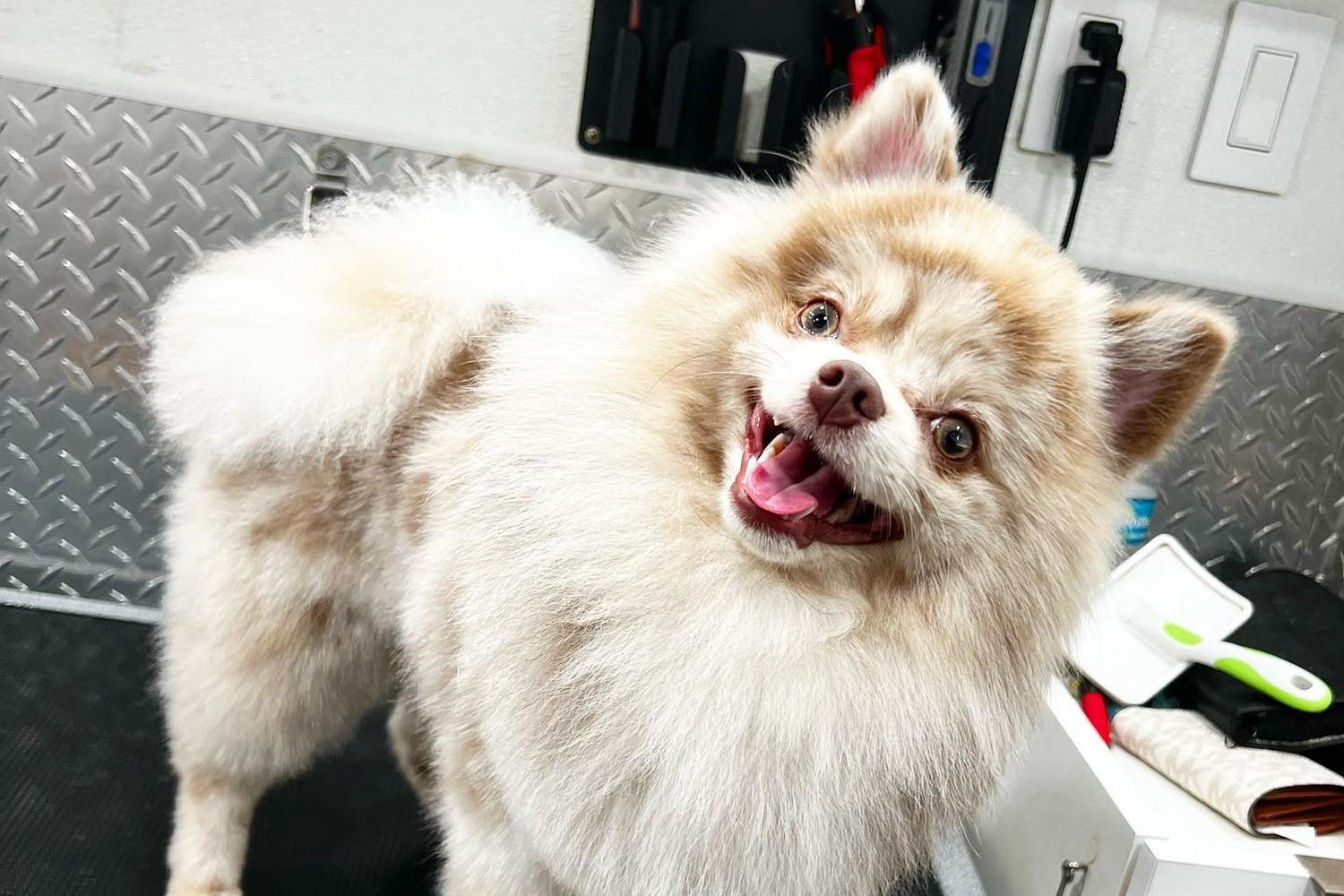 A Groomer Comes to You: The Perks of Mobile Pet Grooming