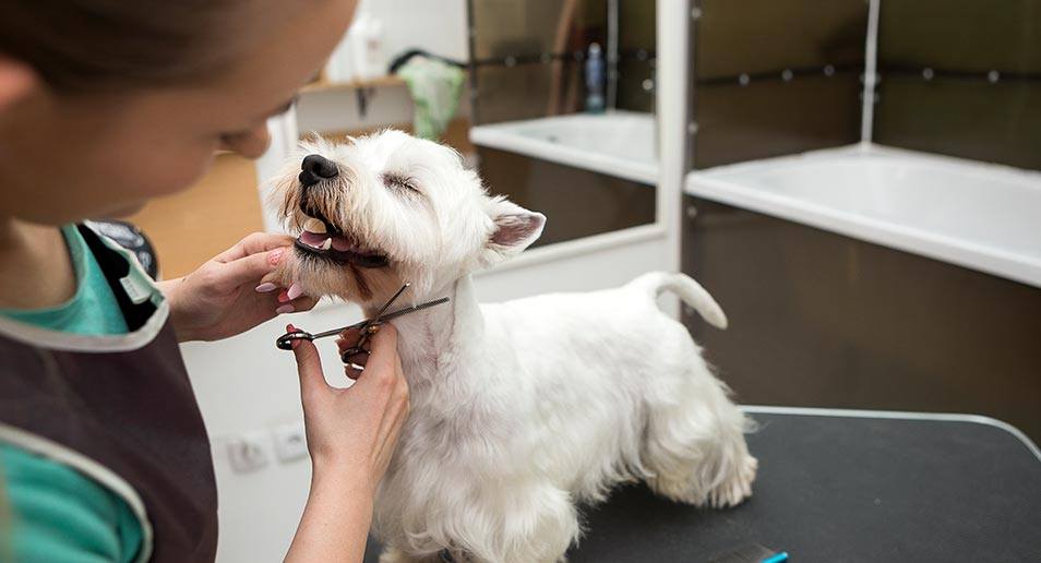 Fort Lauderdale Top Mobile Pet Grooming