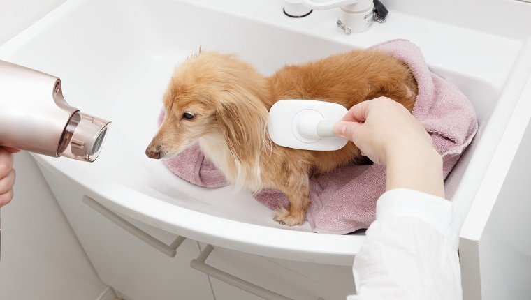 Pet Grooming Safety: How Mobile Groomers Ensure a Stress-Free Experience in Fort Lauderdale