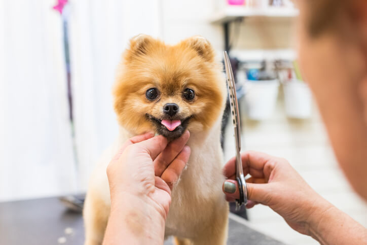 The Importance of Regular Mobile Pet Grooming for Your Pet’s Health