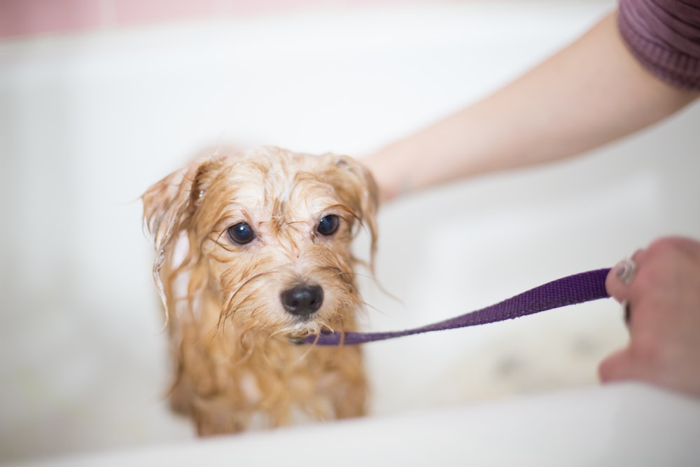 The Environmental Benefits of Choosing Mobile Dog Grooming in Orlando